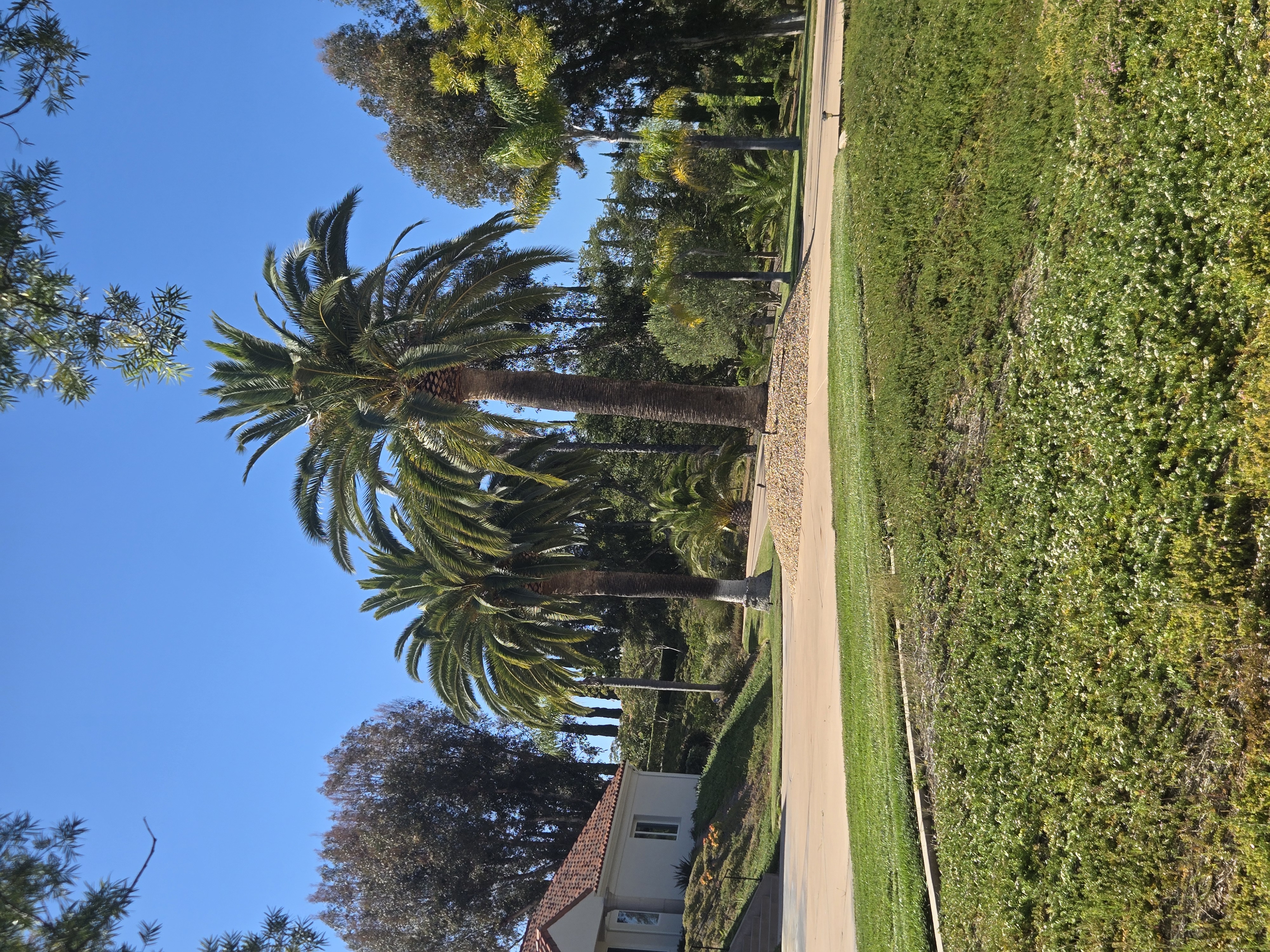 Healthy palm trees in San Diego yard